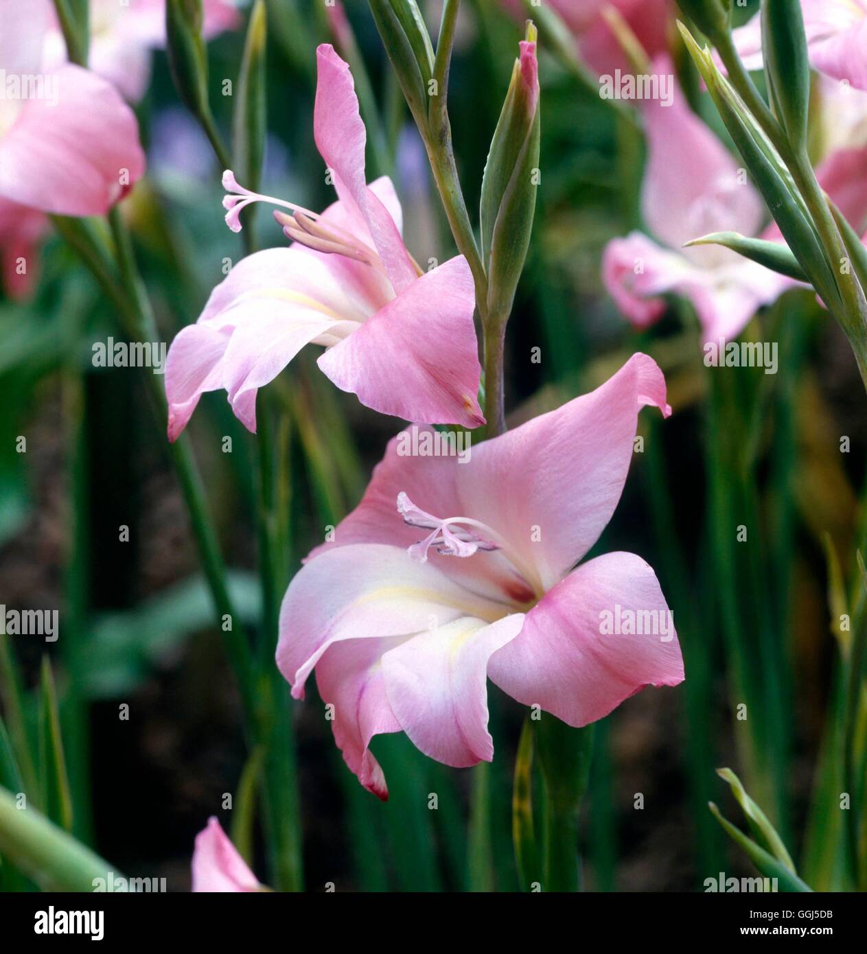 Gladiolus - `Amanda Mahy' (Nanus)   BUL069485 Stock Photo
